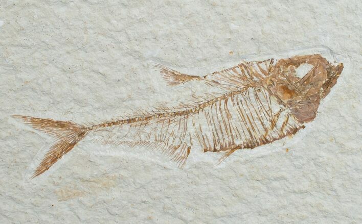 Diplomystus Fossil Fish - Wyoming #6586